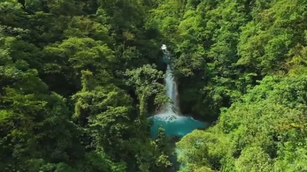 🌴 Дикая природа Амазонки