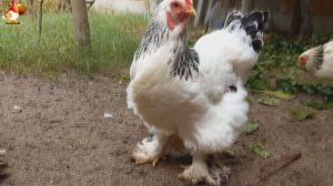 Куры Брама с лохматыми лапами прекрасные несушки (16)
