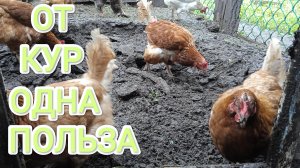 Куры-несушки От кур больше пользы чем вы думаете