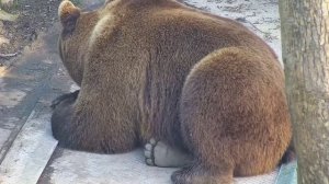 Любимый медведь Мансур