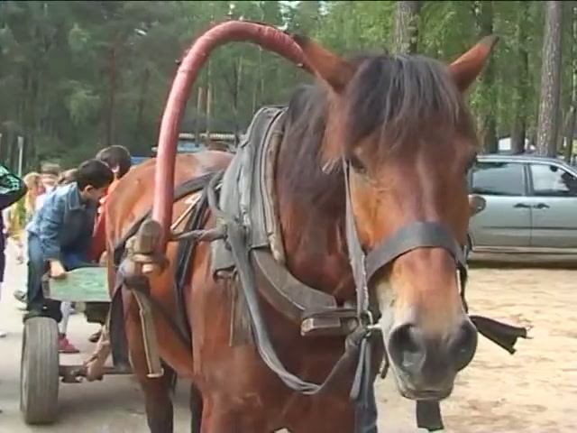 Покатай меня лошадка... смотреть онлайн