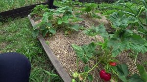 Гигантелла - мой любимый сорт садовой земляники