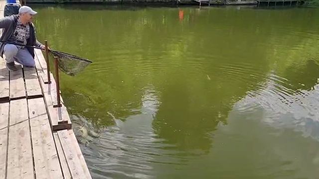 Поимка Толстолобика смотреть онлайн