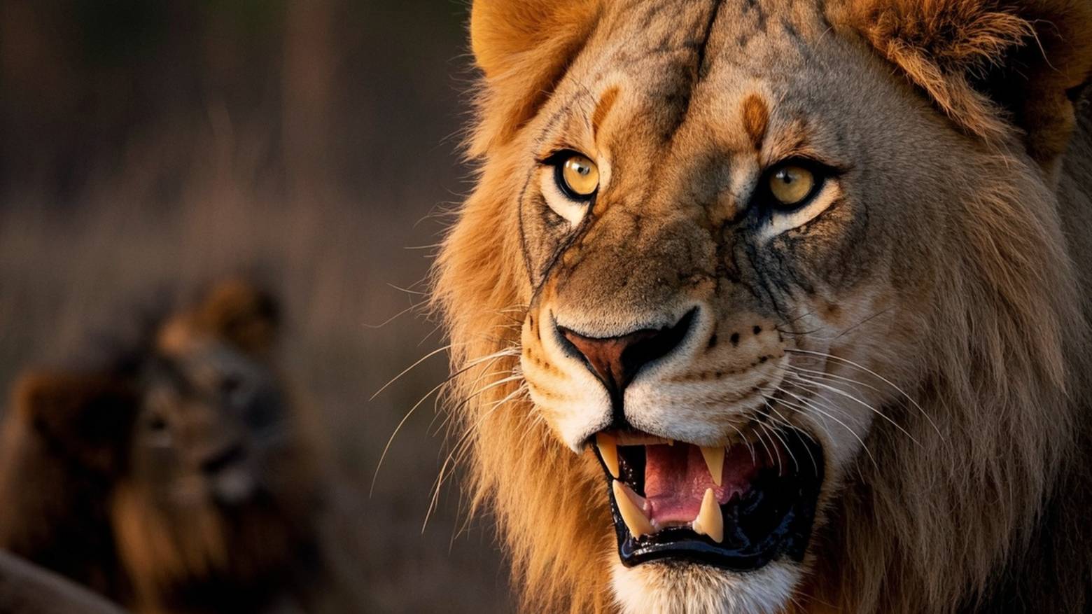 Информация о состоянии директора Тайгана Олега Зубкова после нападения льва смотреть онлайн