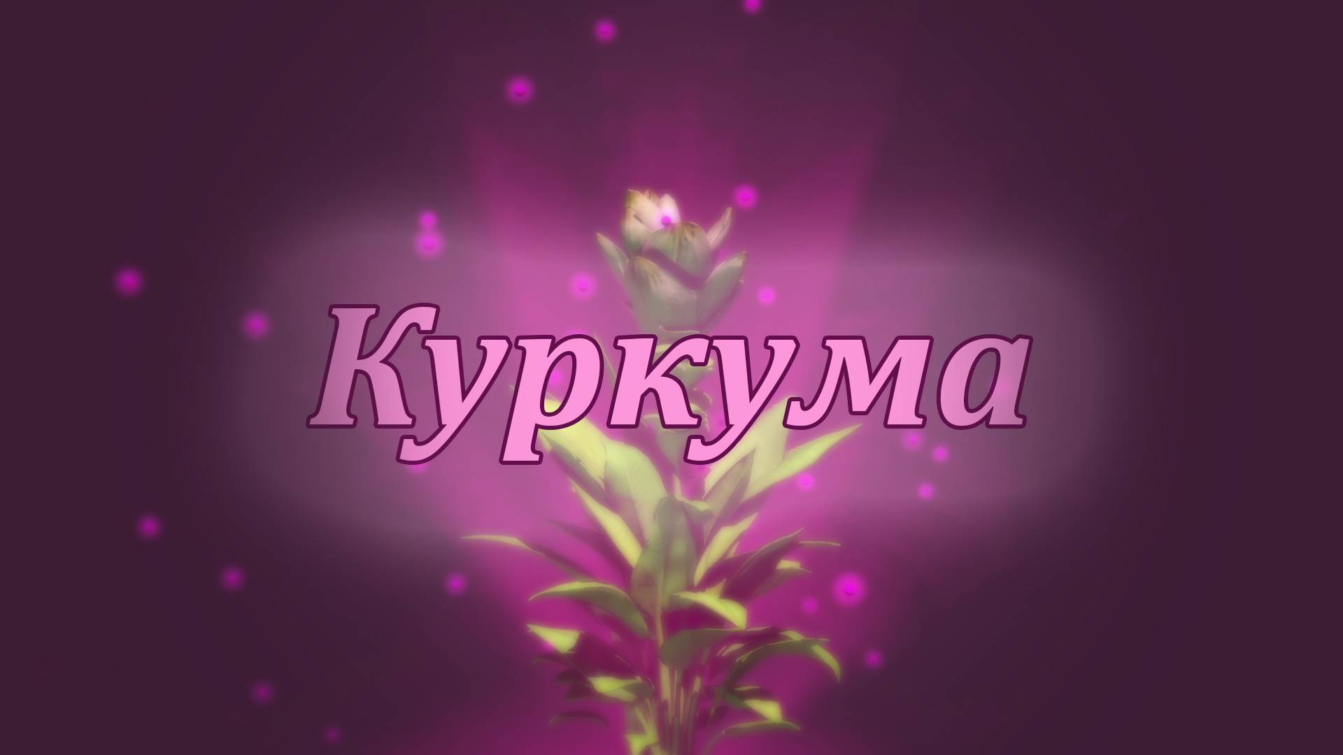 Лечебные свойства куркумы — мощная специя для здоровья! смотреть онлайн