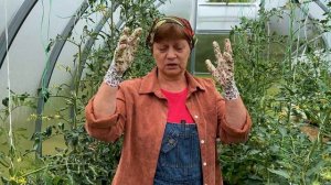 Почему у томатов закручиваются листья.