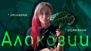 ОМОЛОДИТЕ свою некрасивую АЛОКАЗИЮ / или СПОСОБЫ размножения алоказий!