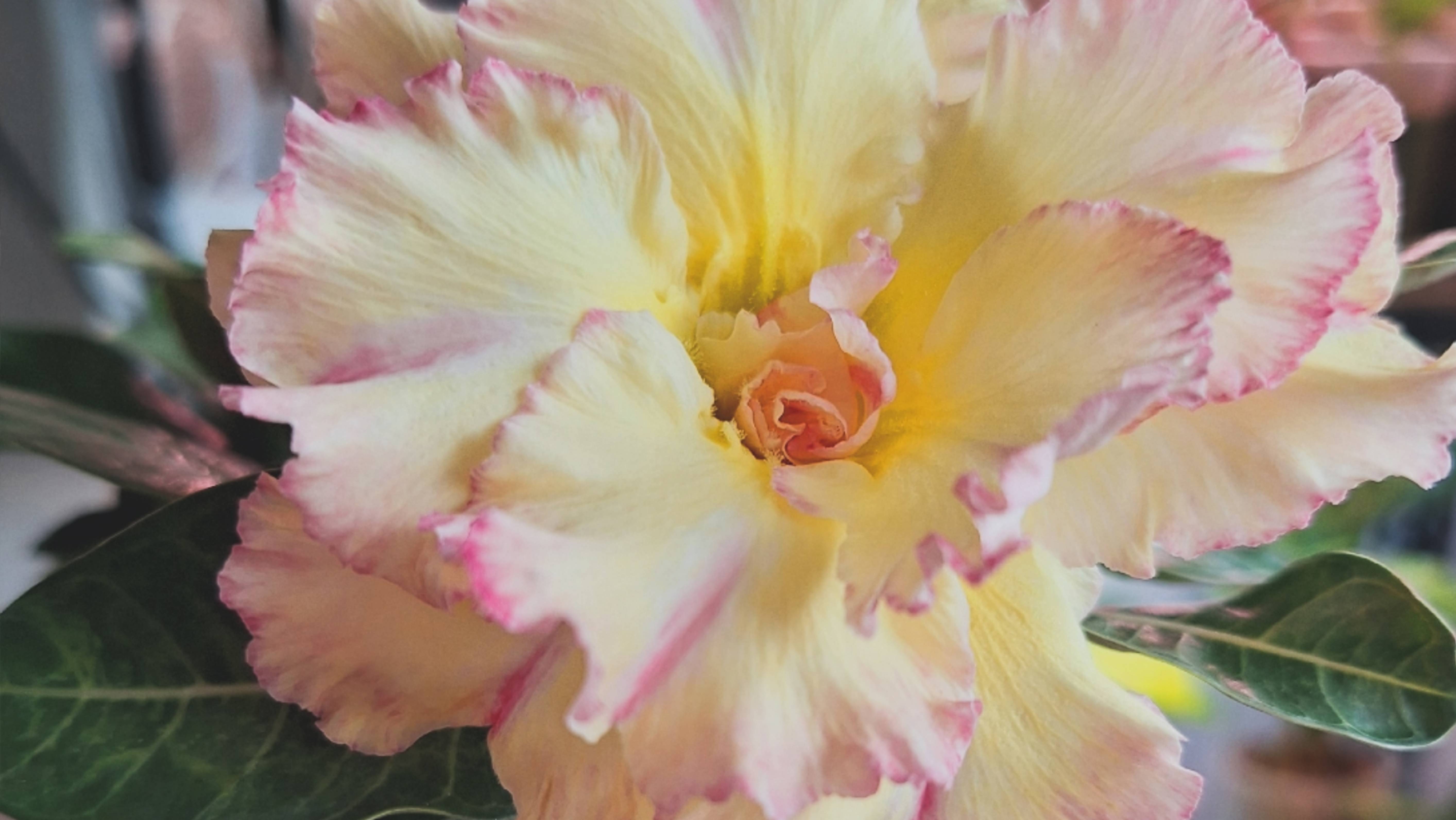 Какой грунт подойдёт для адениума? Пересадка La luna смотреть онлайн