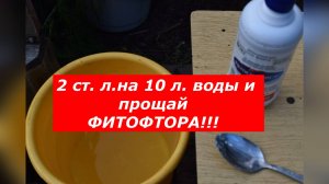 Как я спасаю свои томаты с помощью фитоспорина АС (и вы сможете!)