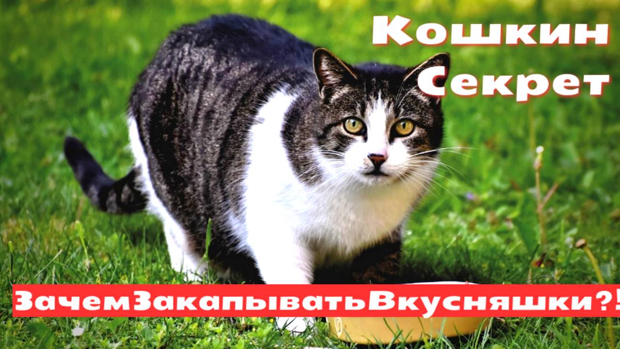 Почему кошка закапывает еду смотреть онлайн