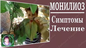 Болезни плодовых деревьев. Монилиоз Препараты , лечение.