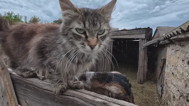 Истребляем наглого вредителя! Домик у Церкви, сельская жизнь смотреть онлайн