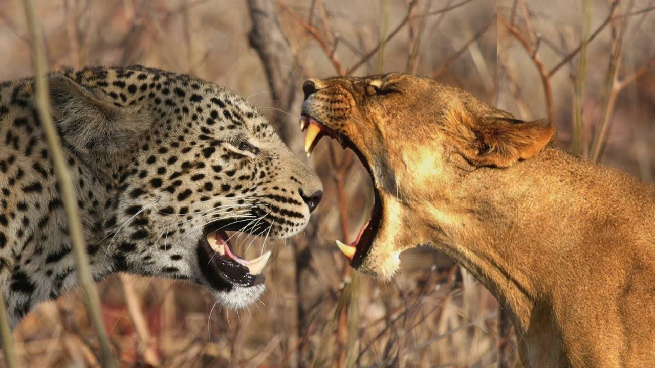 ЛЕОПАРД ПРОТИВ ПУМЫ КТО СИЛЬНЕЕ?