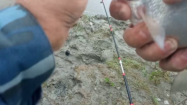 21 Июня.Рыбалка на р.Обь, протока. Подлещик, Плотва. смотреть онлайн