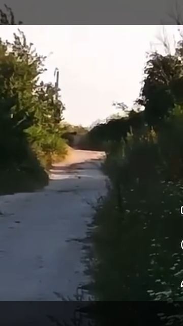 АБЕ, МЯУ, БЕ!