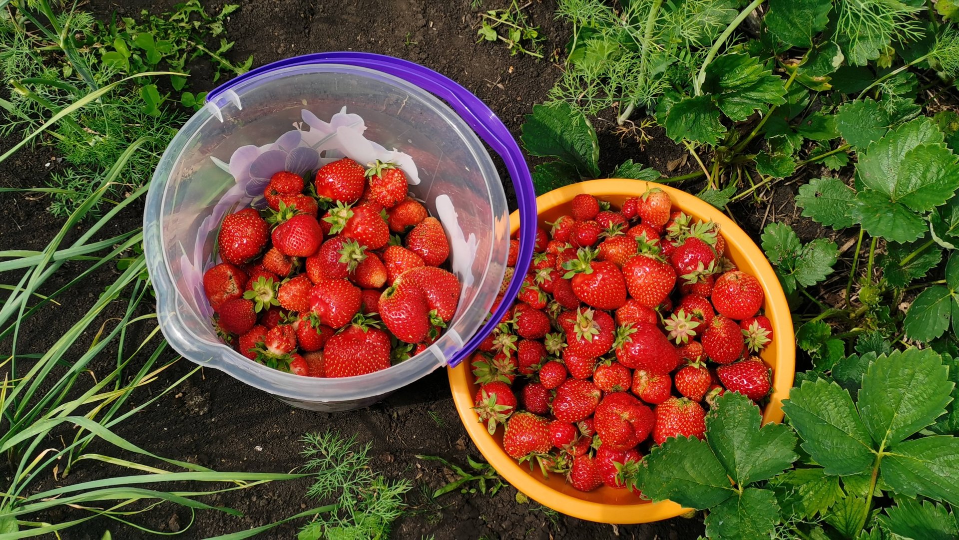 Супер урожайные огороды в деревне где все растет! Обзор на 22 июня 2025 года. смотреть онлайн