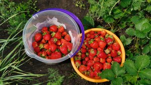 Супер урожайные огороды в деревне где все растет! Обзор на 22 июня 2025 года.