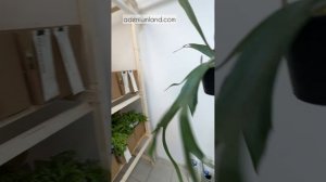 Обзор папоротников из поставки S11 июнь 2025