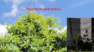 Упустили рой пчёл, не смогли снять с высокого дерева.