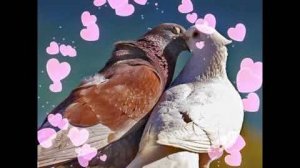 Песня: "Голуби целуются на крыше".