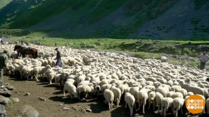 Далеко, далеко на лугу пасутся... кто? Доброе утро. Фрагмент выпуска от 23.06.2025
