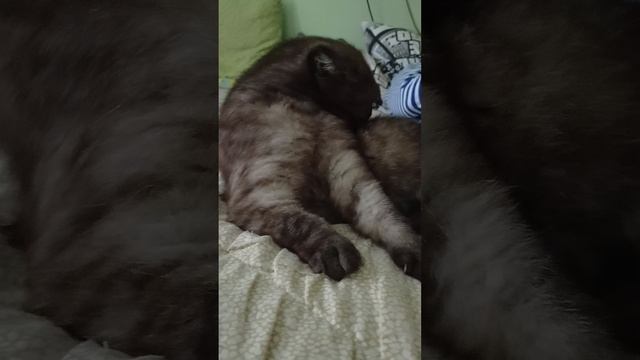 обзор на Лялю