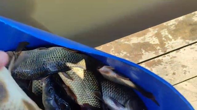 WhatsApp Video 2025-06-23 at 16.09.21 смотреть онлайн