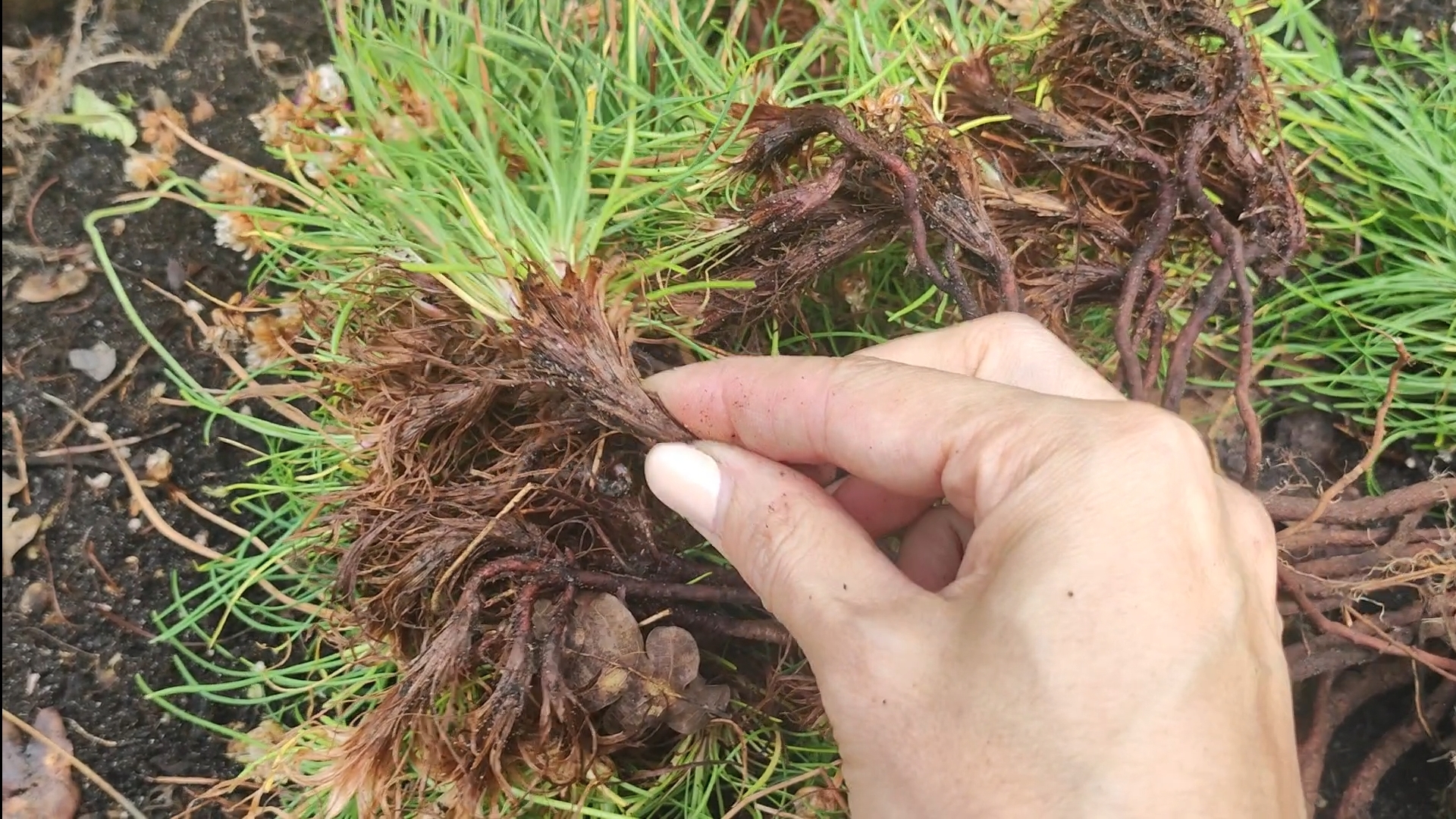 Как пересадить Армерию?  Деление армерии в июне.