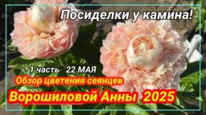 Посиделки у камина. Обзор цветения сеянцев пионов Ворошиловой! Часть 1 / Сад Ворошиловой