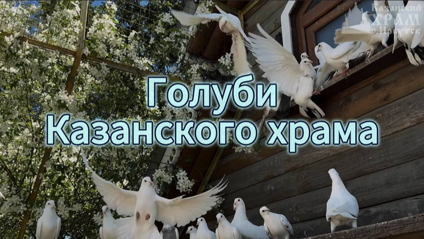 Голуби Казанского храма смотреть онлайн