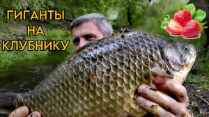 Как поймать ОГРОМНЫХ карасей на КЛУБНИКУ!!?? #рыбалка #карп #карась #сазан #флэтфидер #флэт #жмых