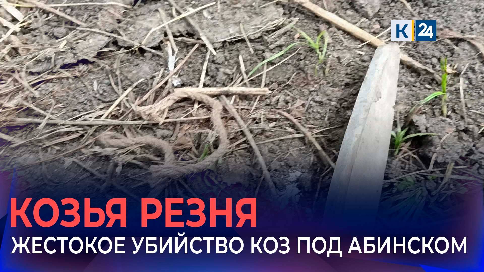 Шаманы опровергли версию ритуального убийства коз, найденных в поле на Кубани смотреть онлайн