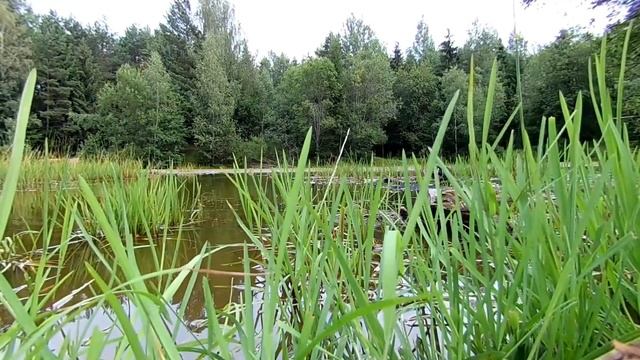 Year seasons compilation  Relaxing music for sleep and rest  Clear mind  Ambient music