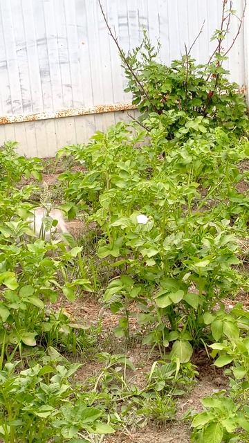 обзор на котика кузю