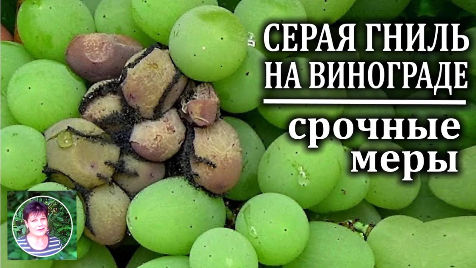 Чем опрыскать виноград от серой гнили по зреющим ягодам смотреть онлайн