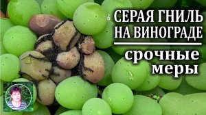 Чем опрыскать виноград от серой гнили  по зреющим ягодам