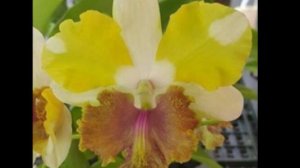 П-4. Ч-3. Обзор дендробиума Dragon Eye через 80 дней после получения  4-ой посылки. Часть 3