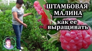 Штамбовая малина  Вы тоже научитесь ее выращивать