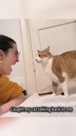 Котоповторятор