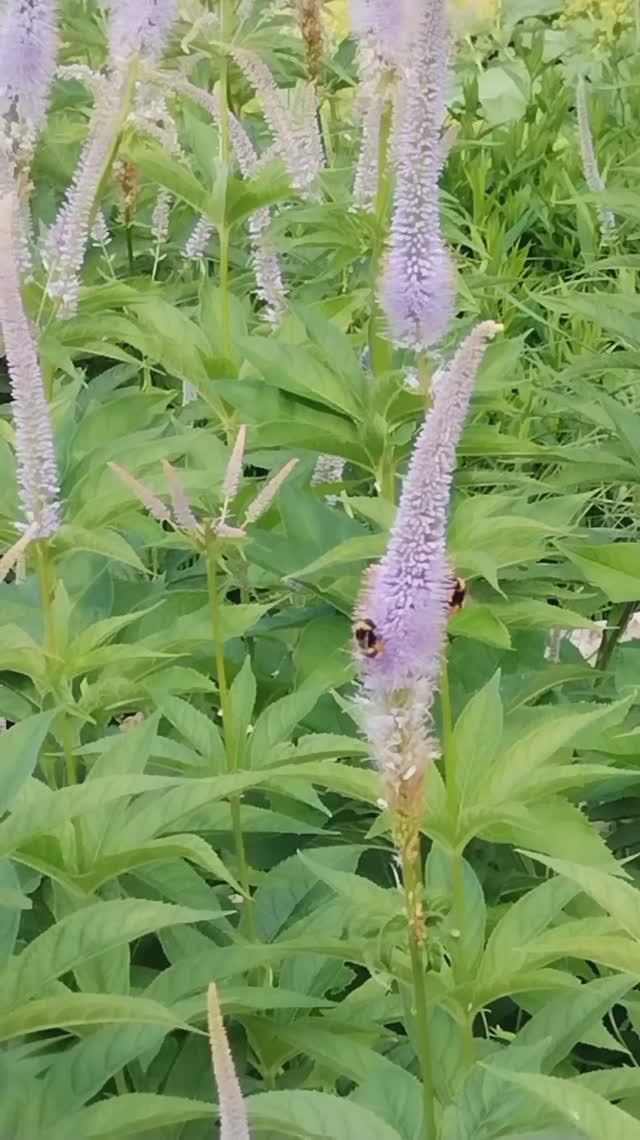 Пчела собирает нектар с цветов.🐝 смотреть онлайн