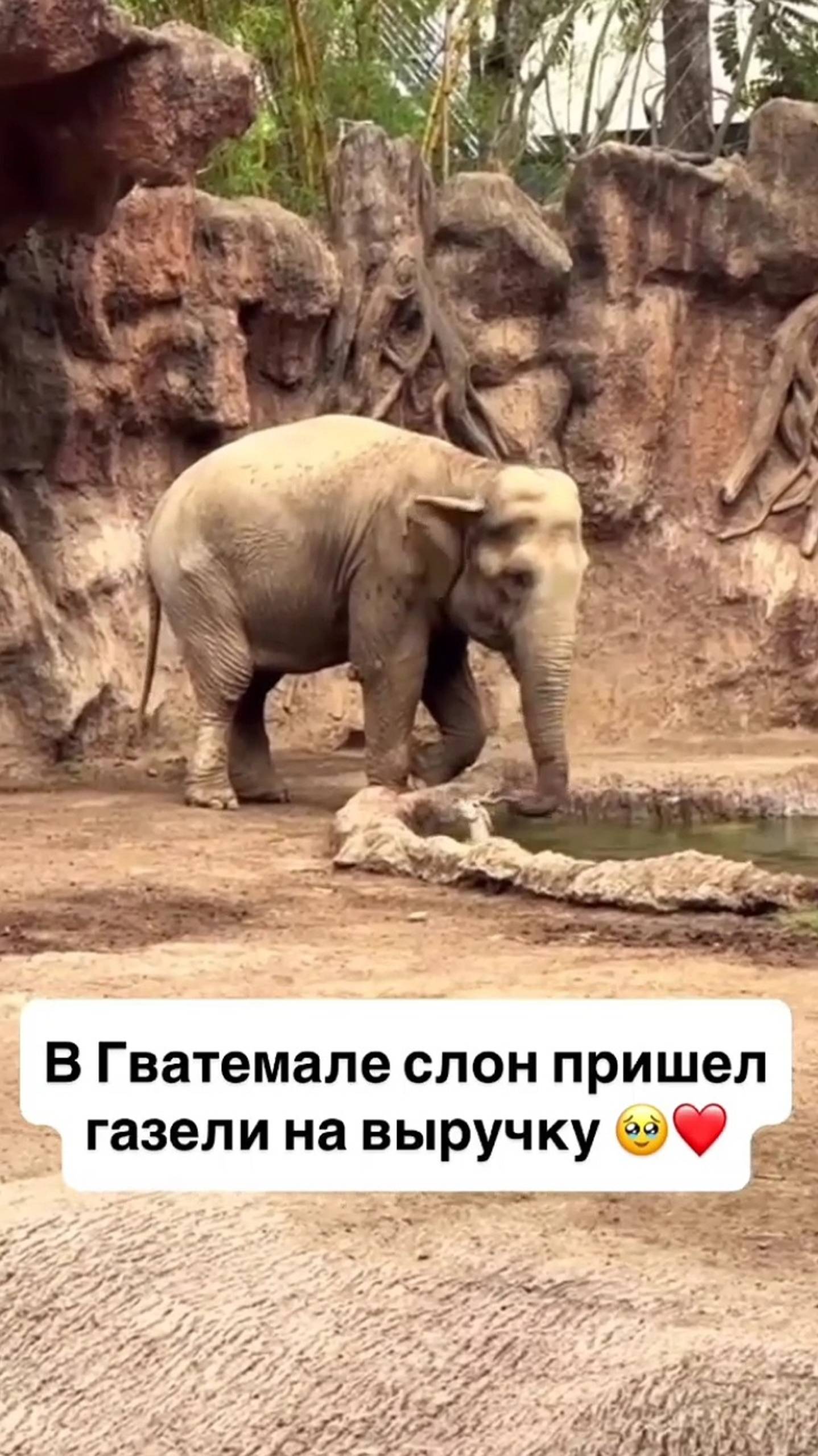 Слон помог Газели 👍 смотреть онлайн