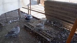 Обзор за месяц. Рассадили мускусных уток по семьям.