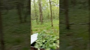 скаут сафари 3-8 в лесу