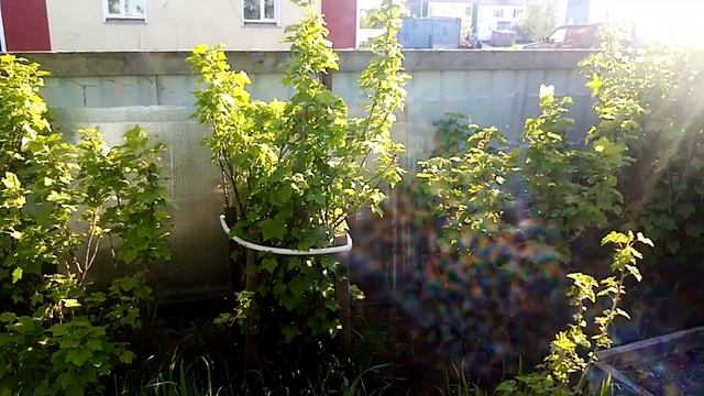 Черёмуха зацвела. смотреть онлайн