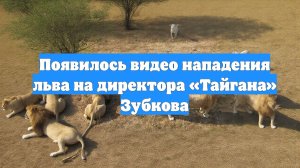 Появилось видео нападения льва на директора «Тайгана» Зубкова