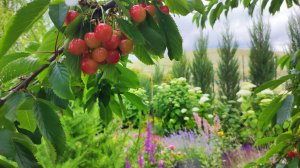 Наш сад 21.06. Черешня, голубика, малина, гортензии, лаванда.