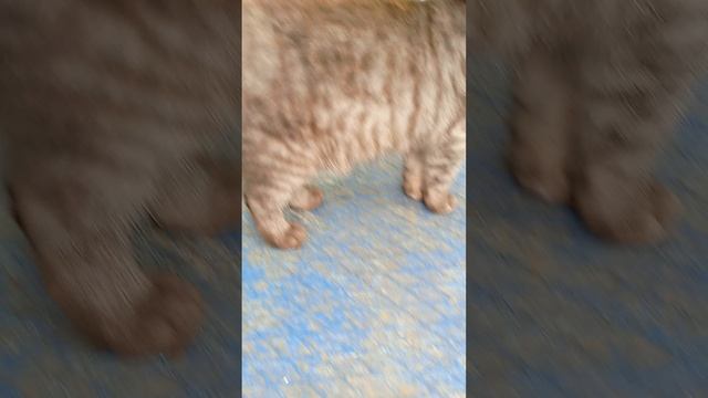 обзор на кошечку злату