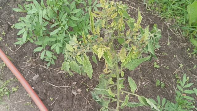 С ПОМИДОРАМИ ЯВНО ЧТО ТО НЕ ТО....