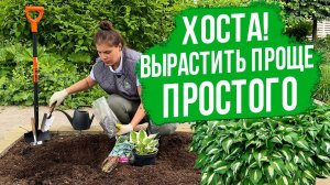 Это нужно знать о выборе и посадке ХОСТЫ!