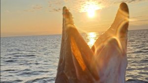 ловля крокодилов на Ладоге